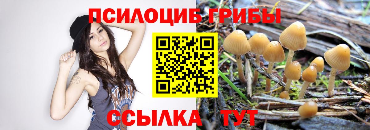 Канаш  Псилоцибиновые грибы мухоморы  Вход с VPN 
